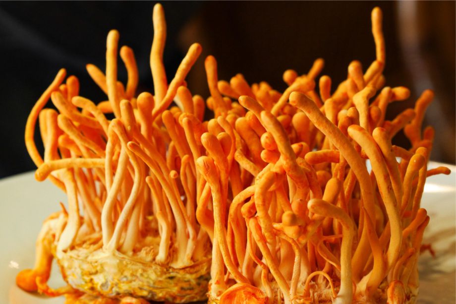 Tratamiento para la depresión con hongo cordyceps